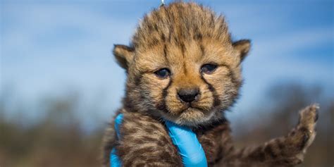 live cheetah cub cam.